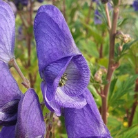 Aconitum carmichaelii 'Barker's Variety'